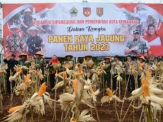 Kasdam IV/Diponegoro Panen Raya Jagung Bersama Forkopimda Kota Semarang