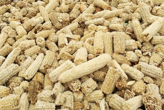 Limbah Jagung Ternyata Mampu Menghasilkan Dolar