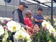 Untidar Magelang Gandeng Alumni Kembangkan Kebun Anggrek di Temanggung Untidar Magelang