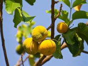 Lima Manfaat Buah Kecapi Bagi Kesehatan dan Kecantikan Tubuh