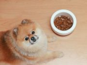 Yuk Jaga Nutrisi Anjing Kesayanganmu Dengan Bahan-bahan Berikut Ini
