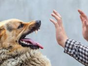 Pecinta Anabul Wajib Tahu! Ini 5 Tanda Anjing Pelihaanmu Sedang Stress