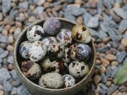 Dapat Memperbaiki Sel yang Rusak, Lima Manfaat mengonsumsi Telur Puyuh bagi kesehatan