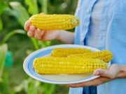 Jagung Rebus Jadi Makanan Pilihan Ibu Hamil dan Menyusui, Ini Manfaatnya