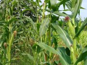 Dari Mana Asal Jagung, Tanaman Penghasil Karbohidrat Ini… Simak
