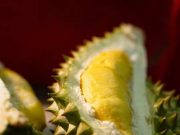Mudah Terasa Hambar? Yuk Simak 5 Tips Menyimpan Buah Durian