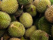 Dapat Mencegah Penuaan Dini, Simak 9 Manfaat Buah Durian bagi Kesehatan