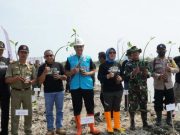 Konservasi Pesisir Pantai di Jepara yang Terkena Abrasi, PLN Tanam 1.500 Batang Mangrove