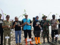 Konservasi Pesisir Pantai di Jepara yang Terkena Abrasi, PLN Tanam 1.500 Batang Mangrove