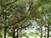 Selain Digunanakan untuk Obat Sakit Perut, Simak 10 Manfaat Pohon Durian