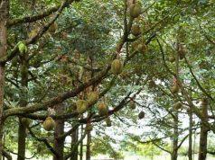 Ingin Berbuah Lebat dan Manis, Simak Empat Tips Menanam Buah Durian