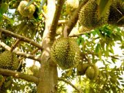 4 jenis Penyakit Tanaman Durian yang Jarang Kita Ketahui