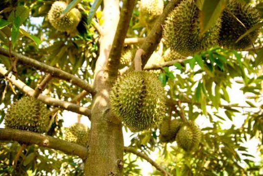 4 jenis Penyakit Tanaman Durian yang Jarang Kita Ketahui