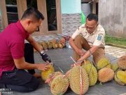 Dim-Dim Durian Slogohimo Wonogiri, Menyajikan Buah Matang dari Pohon