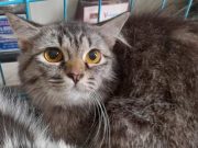 4 Bahaya Bulu Kucing yang Mesti Diwaspadai, Apa Saja?