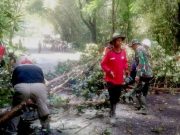 Pohon Tumbang Melintang Jalan di Ruas Wonogiri-Pacitan