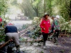 Pohon Tumbang Melintang Jalan di Ruas Wonogiri-Pacitan