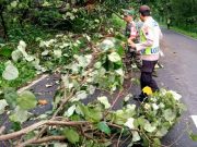 Jalan Antarprovinsi Wonogiri-Gunungkidul Terhalang Pohon Tumbang