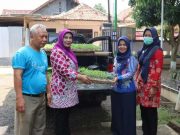 Dinperpa Kota Pekalongan Salurkan Ribuan Bibit Cabai