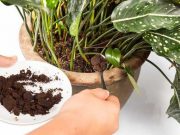 Ini 5 Manfaat Ampas Kopi untuk Tanaman Hias