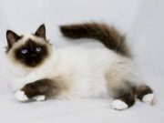 Ini 10 Jenis Kucing Indonesia yang Paling Banyak Dipelihara