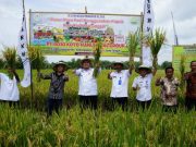 Pakai Pupuk Organik, Hasil Panen Petani di Desa Tanjung Blora Meningkat