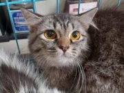 Ini Rata-rata Usia Kucing Rumahan, Cat Lover Wajib Tahu