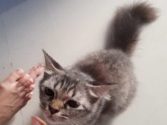 Apakah Air Kencing dan Kotoran Kucing Najis? Ini Penjelasannya