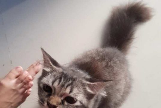Apakah Air Kencing dan Kotoran Kucing Najis? Ini Penjelasannya