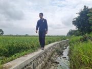 Petani di Kabupaten Kendal Kini Bisa Panen Tiga Kali