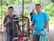 Murai Batu Ekor Panjang Patahkan Mitos Kicau Mania