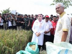 Harga Beras di Grobogan Tinggi, di Kendal Masih Rendah