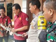 Anak Buaya Ditemukan di Persawahan Desa Pidodo, Demak