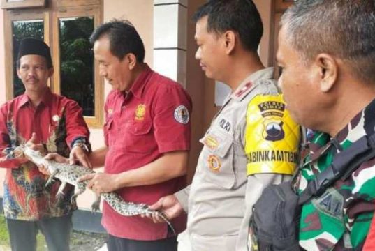 Anak Buaya Ditemukan di Persawahan Desa Pidodo, Demak