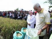 Panen Raya Padi di Grobogan, Ganjar Ajak Kaum Milenial Jadi Petani Modern