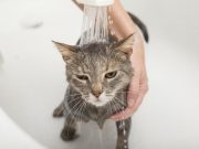 Kapan Kucing Peliharaan Harus Dimandikan? Simak!