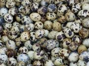 15 Manfaat Telur Puyuh bagi Kesehatan Tubuh yang Harus Kamu Tahu