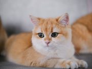 Jangan Takut! Ini 4 Penanganan Pertama Kucing Mengalami Keracunan