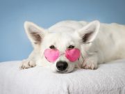 Pencinta Hewan Wajib Tahu! 4 Tips Hemat Biaya Perawatan Memelihara Anjing
