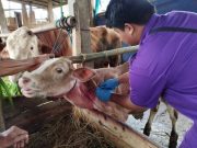 8 Kecamatan di Jepara Diserang Virus Lumpy Skin Disease, Ini yang Harus Dilakukan