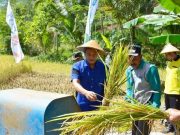 Bupati Pacitan ‘Ngerek’ Padi untuk Merontokkan Gabah di Sawah