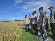 Presiden akan Mulai Panen Raya Satu Juta Hektare Padi di Kebumen