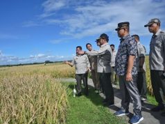 Presiden akan Mulai Panen Raya Satu Juta Hektare Padi di Kebumen