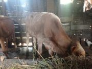 Ratusan Sapi di 7 Dusun di Randublatung Terjangkit Lumpy Skin Disease Virus