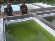 Anggota Koramil 07/Wonopringgo Pekalongan Budidaya Ikan Lele