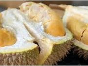 Trik Jitu Memilih Durian Masak Pohon