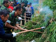 BNN Musnahkan 4 Hektar Ladang Ganja di Lhokseumawe