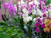 Tips Merawat Anggrek Biar Semakin Cantik