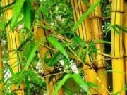 Jangan Sampai Rumah Dimasuki Makhlus Halus! Tanam Pohon Ini, Segala Macam Gangguan Gaib Akan Sirna!