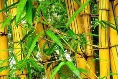 Jangan Sampai Rumah Dimasuki Makhlus Halus! Tanam Pohon Ini, Segala Macam Gangguan Gaib Akan Sirna!